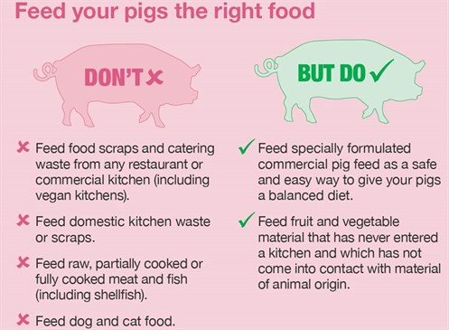 Feed your pigs the right food