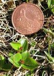 least willow (Salix herbacea) pictured with a 2cm wide Manx penny coin