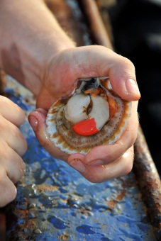 Queen scallop catch increased