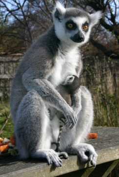 Lemur (1)
