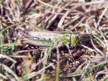 Lesser-Mottled Grasshopper by Dr Richard Selman