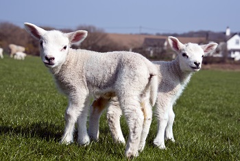 Lambs in Spring - farmers early support payment COVID-19