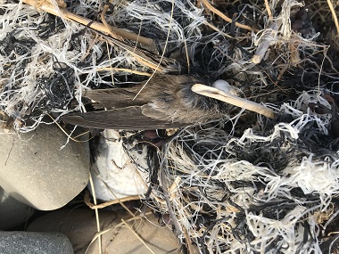 Plastic pollution on wildlife - Swift