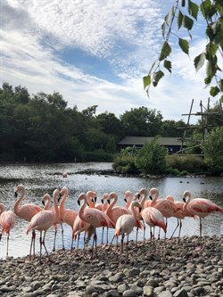 flamingo at Wildlife Park