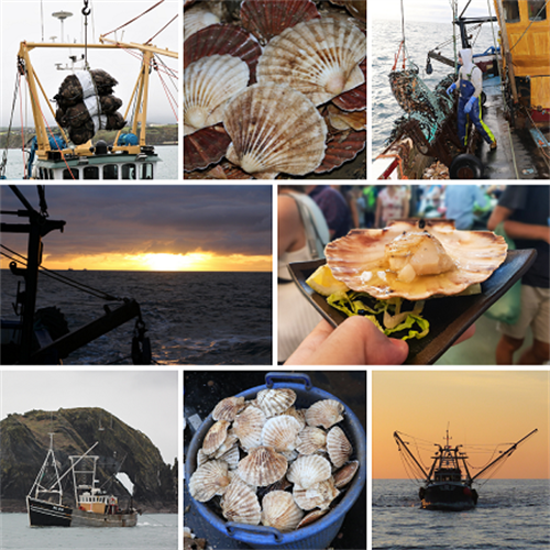 Plan to develop a thriving scallop fishery for future generations