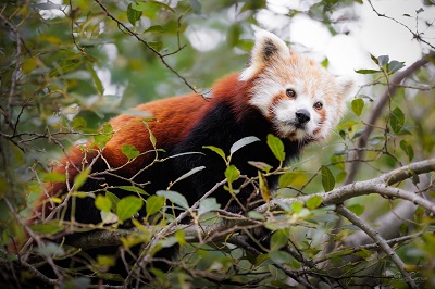 Red panda Aria