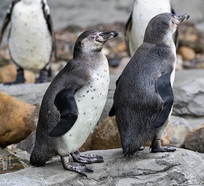 Manx penguin chicks