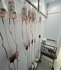 Blood bags hanging from hooks during plasma and red blood cell processing