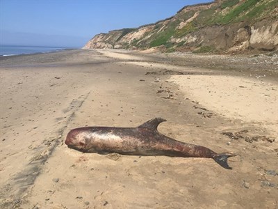 Risso’s dolphin on Kirk Michael beach