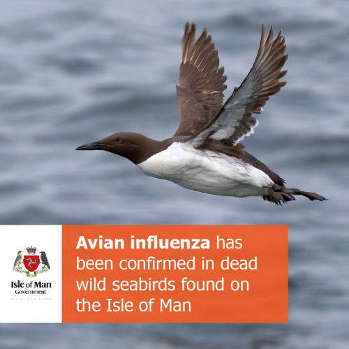 Bird flu confirmed in dead seabird on Manx beach