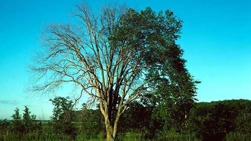 Tree with Dutch Elm Disease