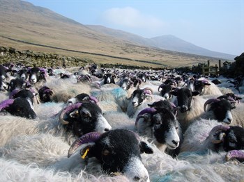 Wool sheep lying down on Manx field