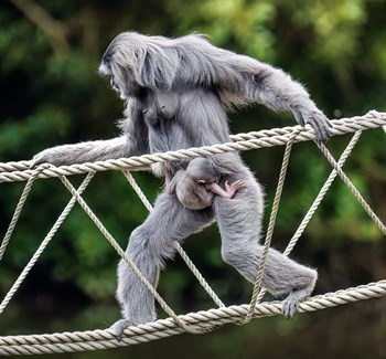 Gibbon photo  - Stephen Corran