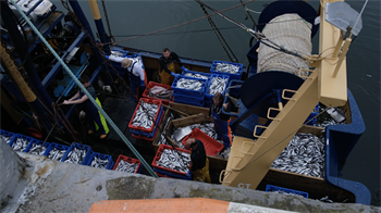 Aerial view of fishermen on fishing boat handling ropes and boxes with herring