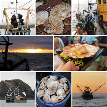 Collage of scallops, fishing boats and scallop shells