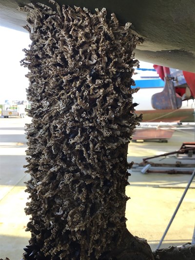 Tubeworms attached to bottom of boat