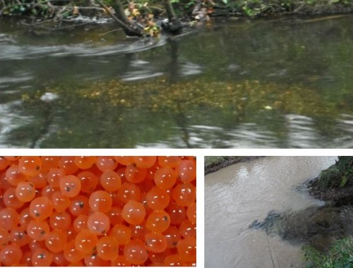 3 picture colleague, with one large picture at the top, with 2 smaller pictures below it. The first picture shows a body of water, with a tree branch going into the water. The picture shows that there are fish in the water. Picture 2 shows a group of orange fish eggs. Picture 3 overlooks a body of water with the river bank on the right side of the picture. With someone standing outside the photo holding a fishing rod that can be seen in the picture.