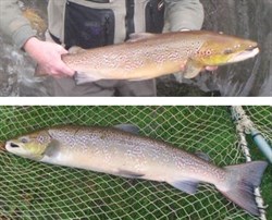2 picture colleague, the top picture shows someone holding a fish. The bottom picture shows a fish lying on a green fish net.