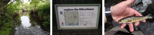 3 picture colleague, with the pictures side by side. The first picture shows part of a river with trees on either side of the bank. The second picture shows a plaque on a tree that says explore Silverburn. The third picture shows someone holding a small yellow/grey fish.