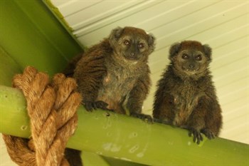 Picture showing Two Alaotran gentle lemurs sitting on a beam in their enclosure