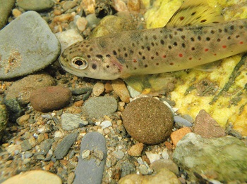 Brown Trout swimming at the bottom of a river