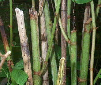Japanese Knotweed stems